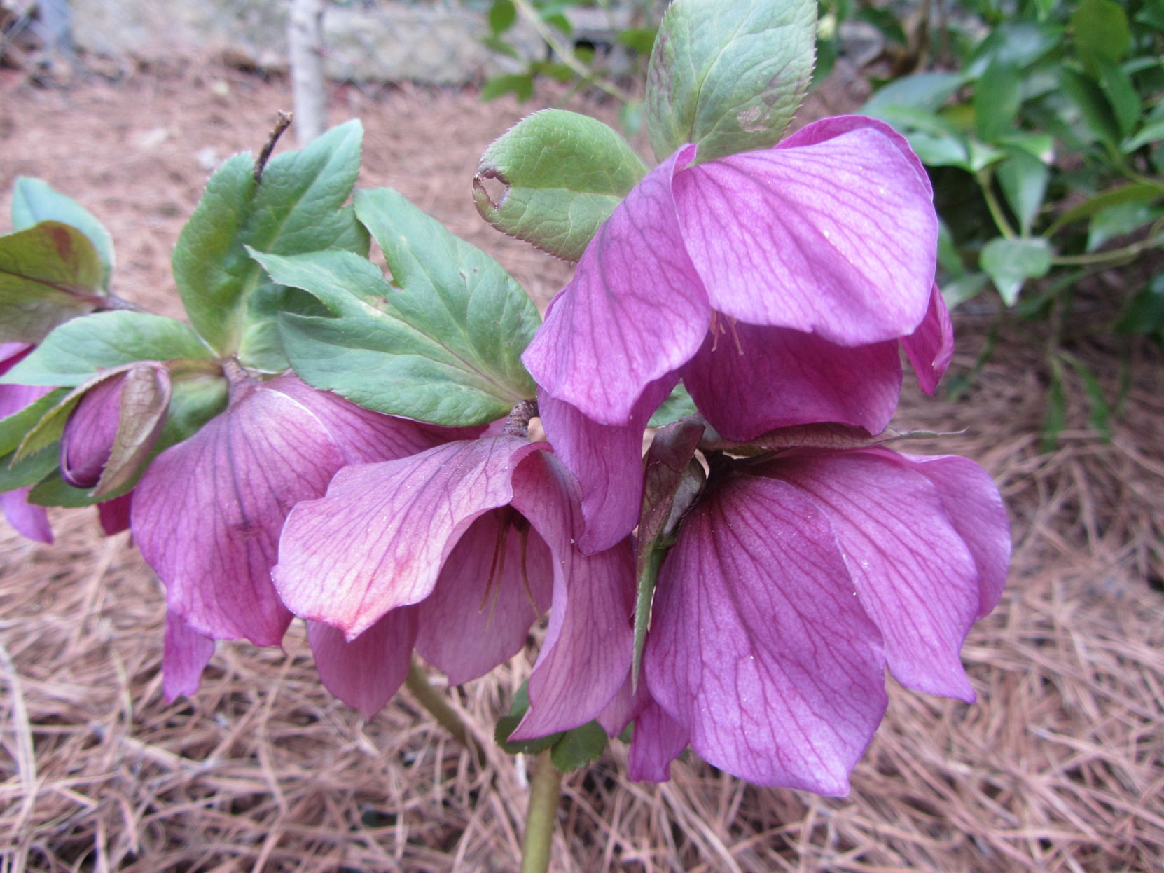 Lenten rose